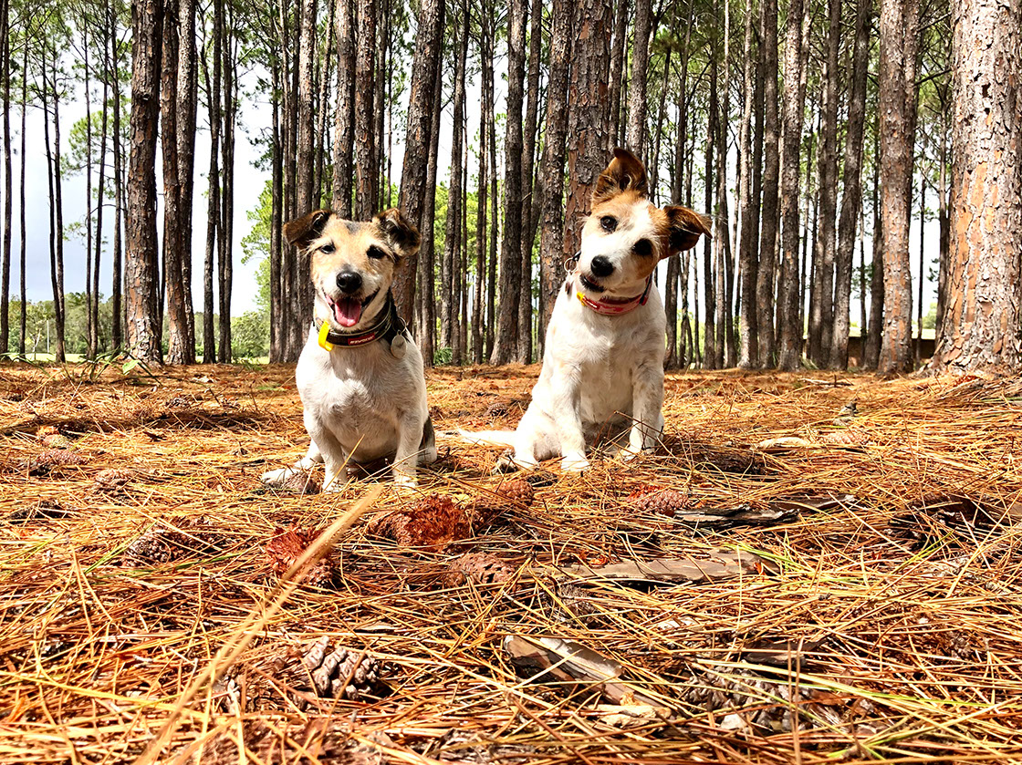 dogs at a campground